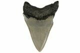 Serrated, Fossil Megalodon Tooth - North Carolina #183351-1